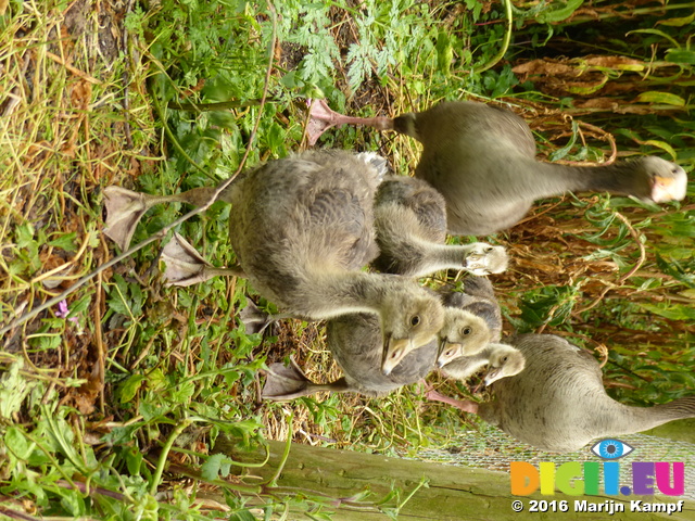 FZ029615 Greylag geese and goslings (Anser anser)